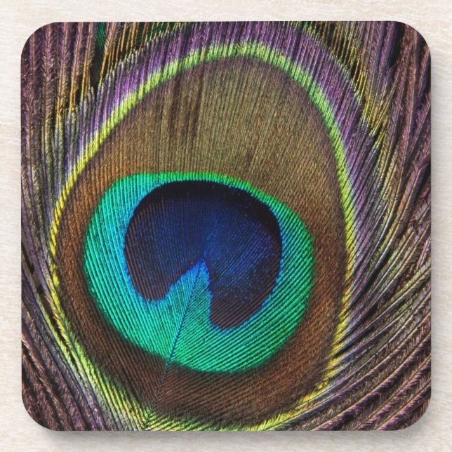 Peacock Feather Drink Coaster (Front)
