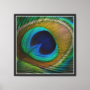 Peacock Feather Eye Canvas Print