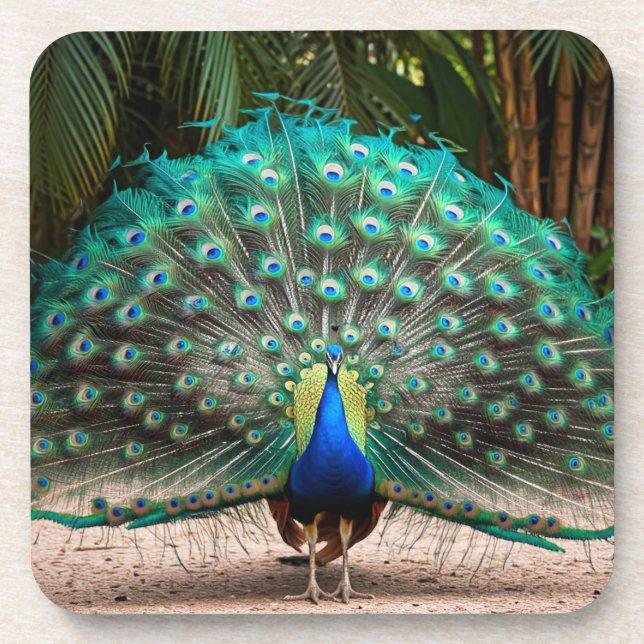 Peacock Feather Fanning Beverage Coaster (Front)