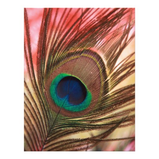 Peacock feather personalized letterhead