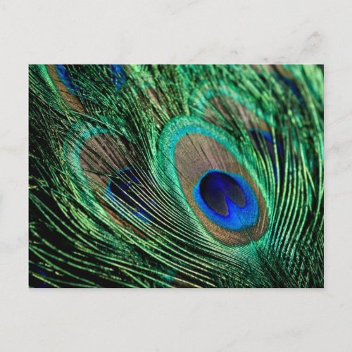 Peacock Feather Lucky Postcard