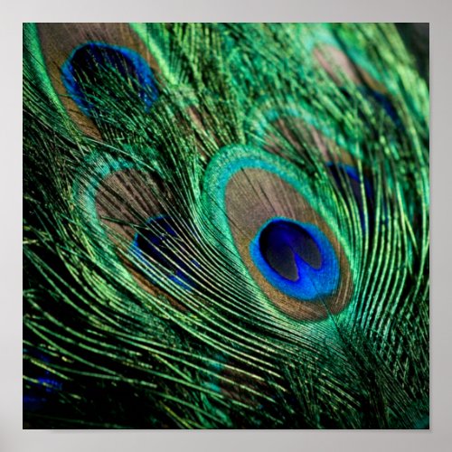 Peacock Feather Lucky Poster