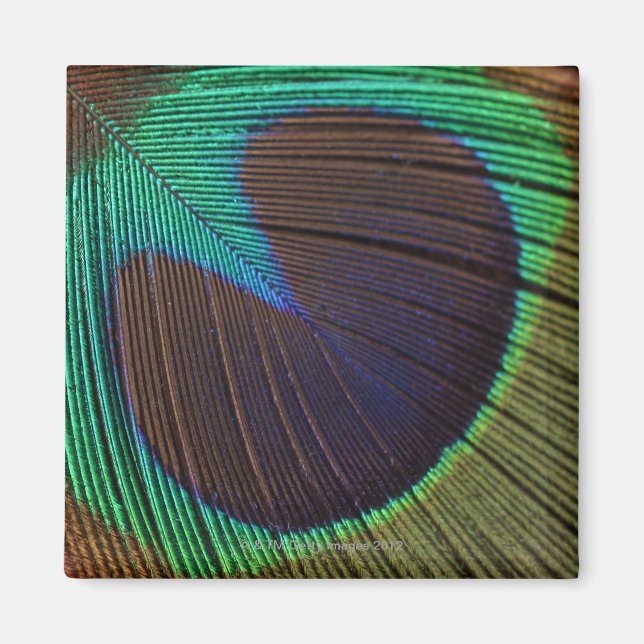 Peacock feather magnet (Front)