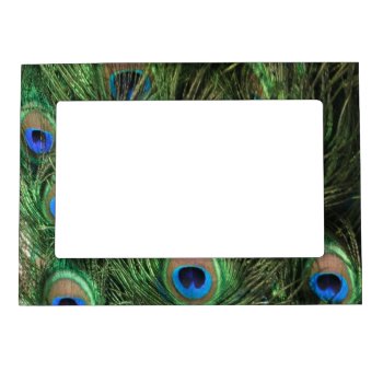 Peacock Feather Magnetic Frame by ChristyWyoming at Zazzle
