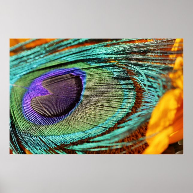 Peacock feather on sunflower poster (Front)