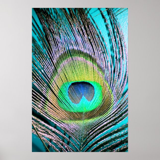 Peacock Feather on Turquoise Poster (Front)