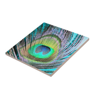 Peacock Feather on Turquoise Tile