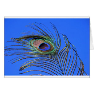 Peacock Feather Photograph Cards
