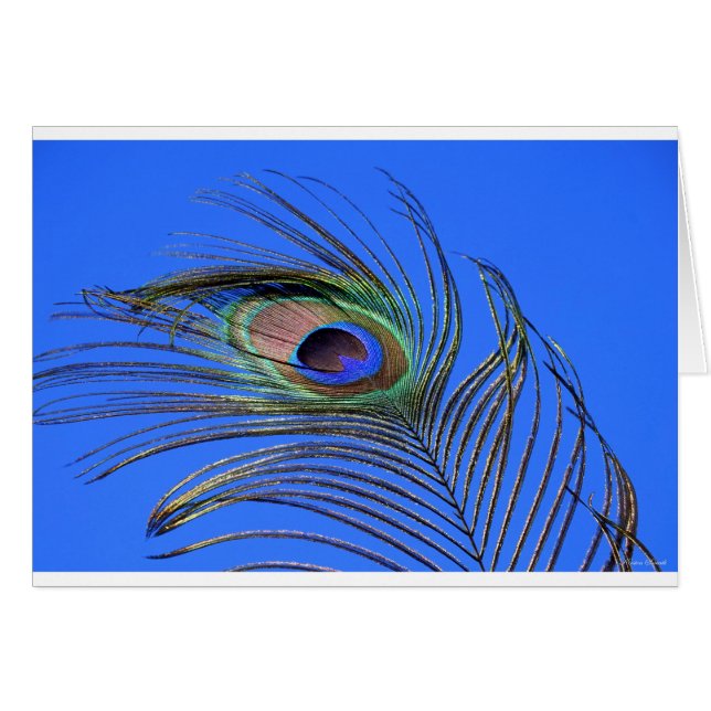 Peacock Feather Photograph Cards (Front Horizontal)