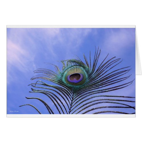 Peacock Feather Photograph Light Blue Card