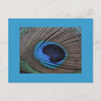 Peacock Feather Postcard