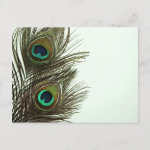 Peacock Feather Postcard