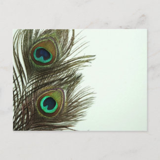 Peacock Feather Postcard