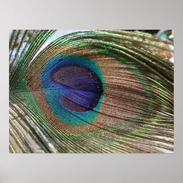 peacock feather poster (Front)