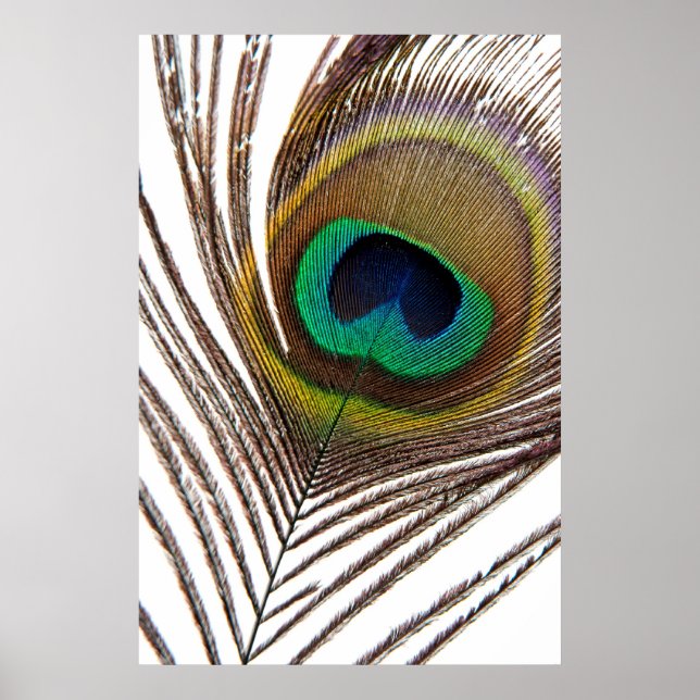Peacock feather poster (Front)