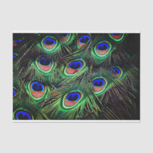 Peacock Feather Tissue Gift Paper