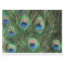 Peacock Feather