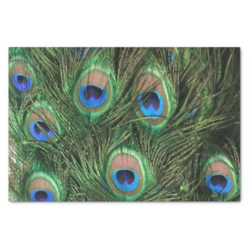 Peacock Feather Tissue Paper by ChristyWyoming at Zazzle