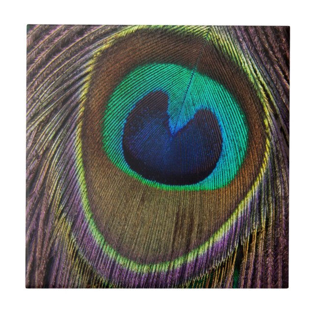 Peacock Feather Upside Down Close-Up Tile (Front)