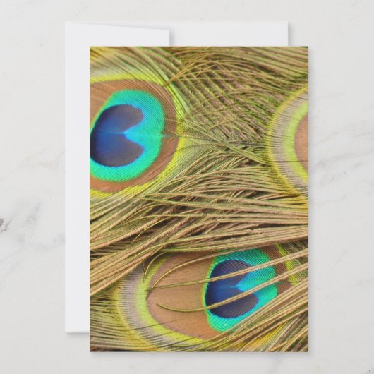 Peacock Feathers (Front)