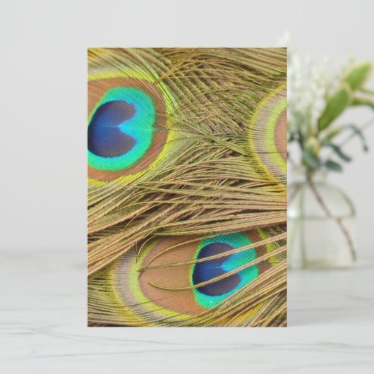 Peacock Feathers (Standing Front)