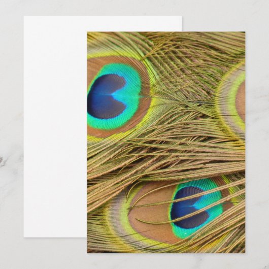 Peacock Feathers (Front/Back)