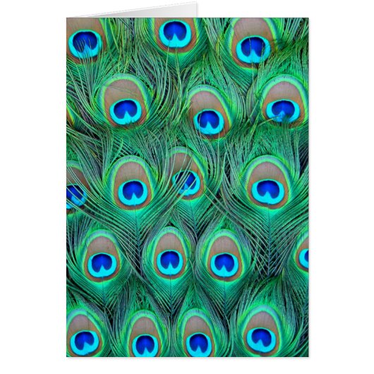 Peacock Feathers (Front)