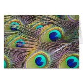 Peacock Feathers (Front Horizontal)