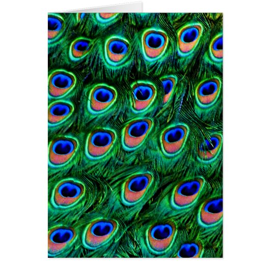 Peacock feathers_ (Front)