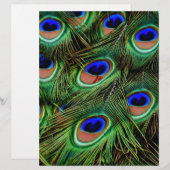 Peacock Feathers (Front/Back)