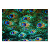 PEACOCK FEATHERS (Front Horizontal)