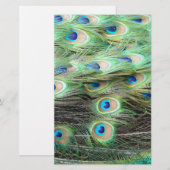 Peacock Feathers (Front/Back)