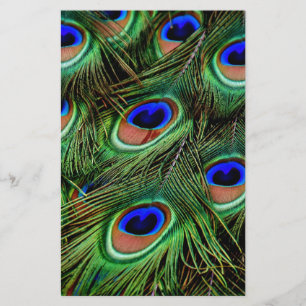 Peacock Feathers