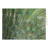 Peacock Feathers (Front Horizontal)