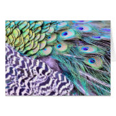 Peacock Feathers (Front Horizontal)