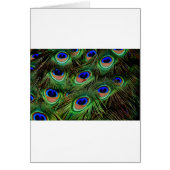 Peacock Feathers (Front)