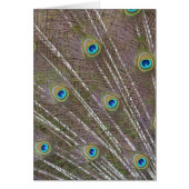 Peacock Feathers (Front)