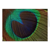 Peacock feathers 3 (Front Horizontal)