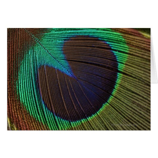 Peacock feathers 3 cards (Front Horizontal)