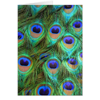 Peacock feathers blank card
