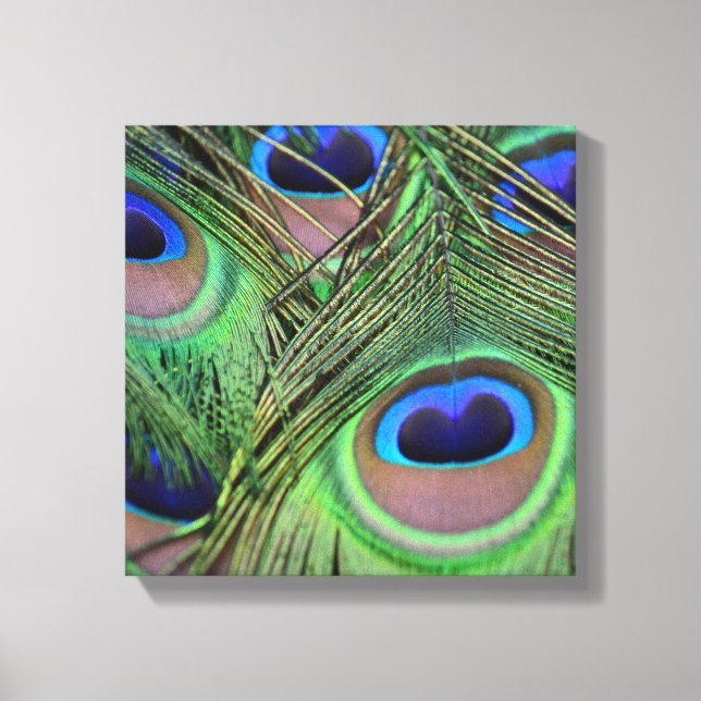 Peacock Feathers Canvas Print (Front)