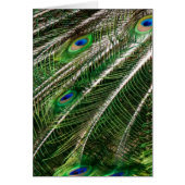 Peacock feathers card (Front)