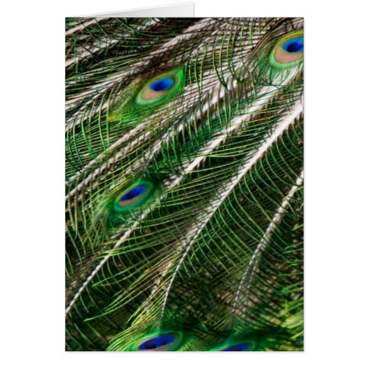 Peacock feathers card (Front)