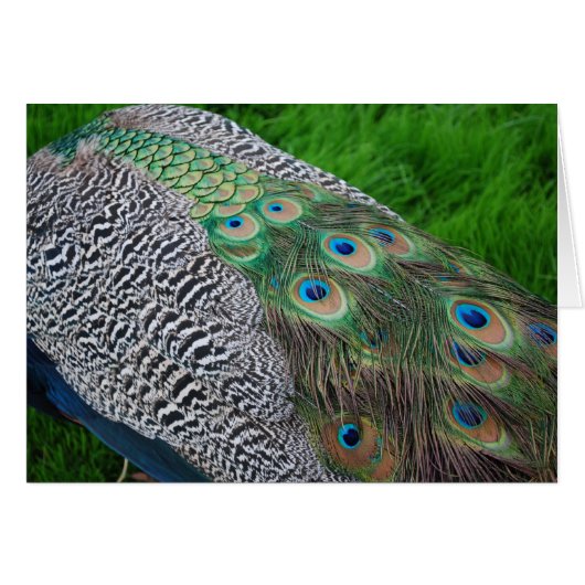 Peacock feathers cards (Front Horizontal)