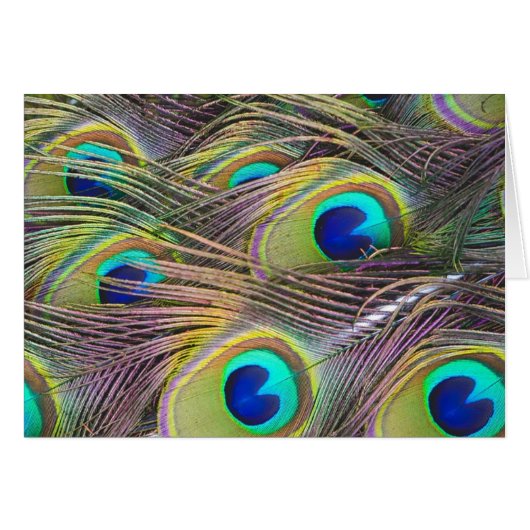 Peacock Feathers Cards (Front Horizontal)