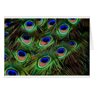 Peacock Feathers Cards