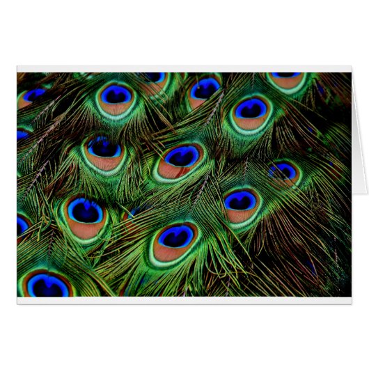 Peacock Feathers Cards (Front Horizontal)