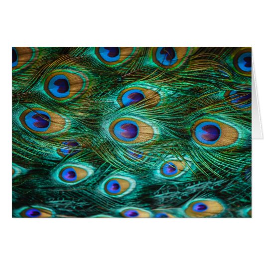PEACOCK FEATHERS CARDS (Front Horizontal)