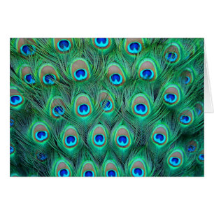 Peacock Feathers Cards