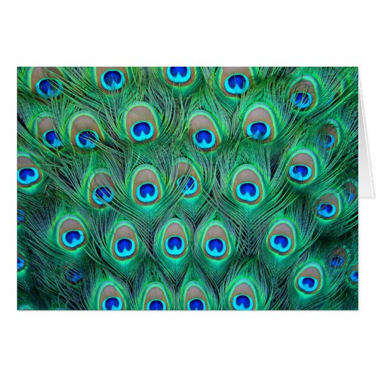 Peacock Feathers Cards (Front Horizontal)